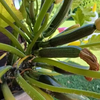 So schmeckt der Sommer.
Einkaufen im Garten.
Regional, gesund und lecker.

#selbstangebaut 
#gesund 
#regional 
#saisonal 
#soschmecktdersommer 
#gartenliebe